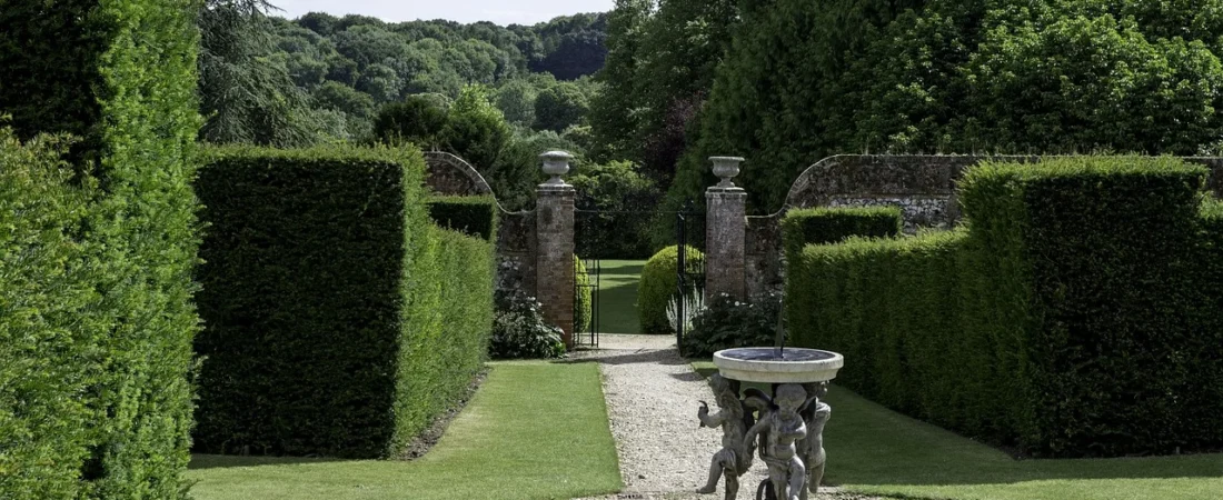 Taxus planten: wanneer, hoe diep en hoeveel per meter