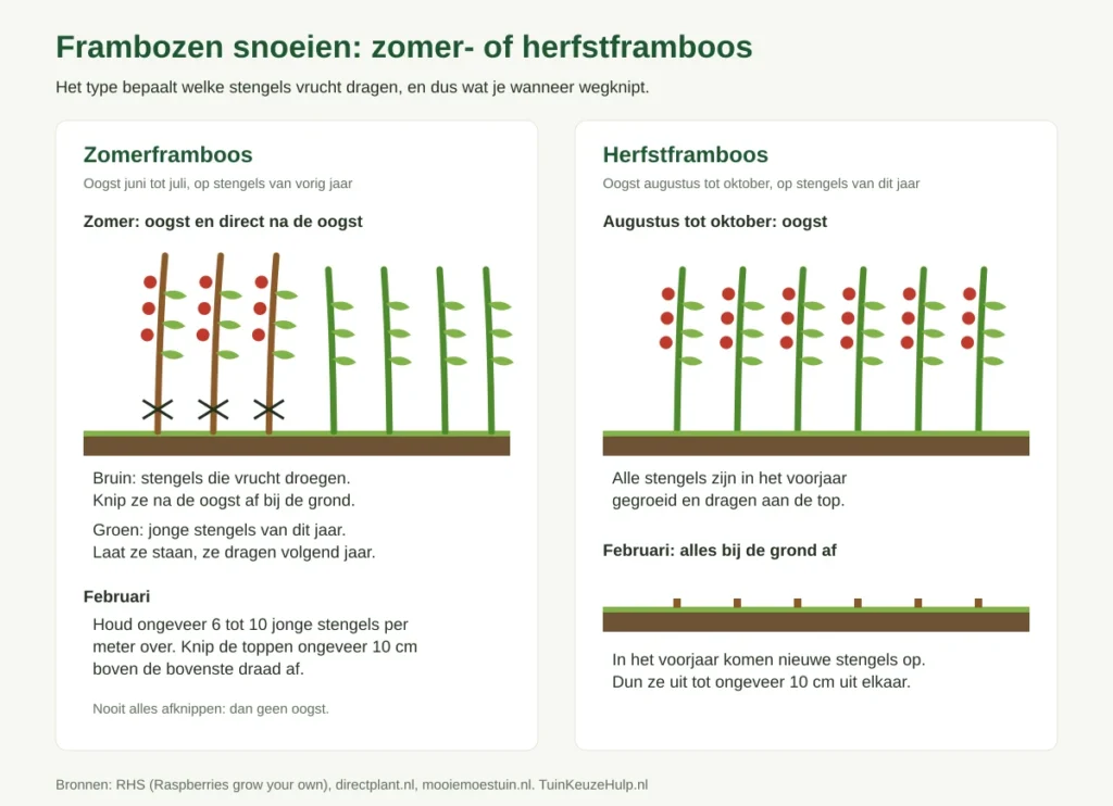 Schema: zomerframboos draagt op stengels van vorig jaar, die je na de oogst afknipt; herfstframboos draagt op stengels van dit jaar en gaat in februari helemaal terug tot de grond