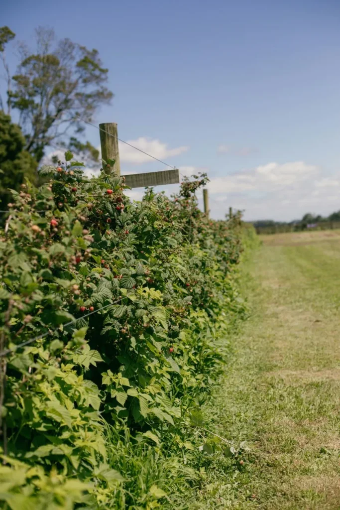 Lange rij frambozen met rijpende vruchten, opgebonden langs gespannen draad tussen houten palen met dwarslat, naast een grasstrook
