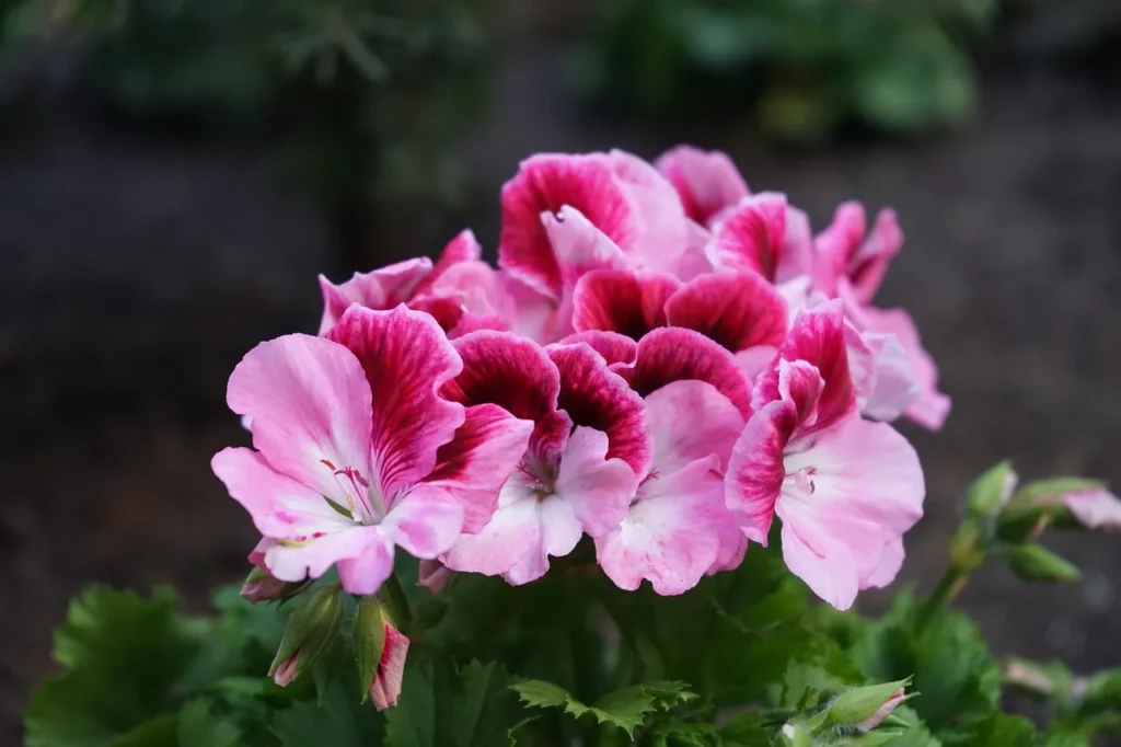 Franse geranium (Pelargonium grandiflorum) met grote roze bloemen met donkere vlekken en een witte rand