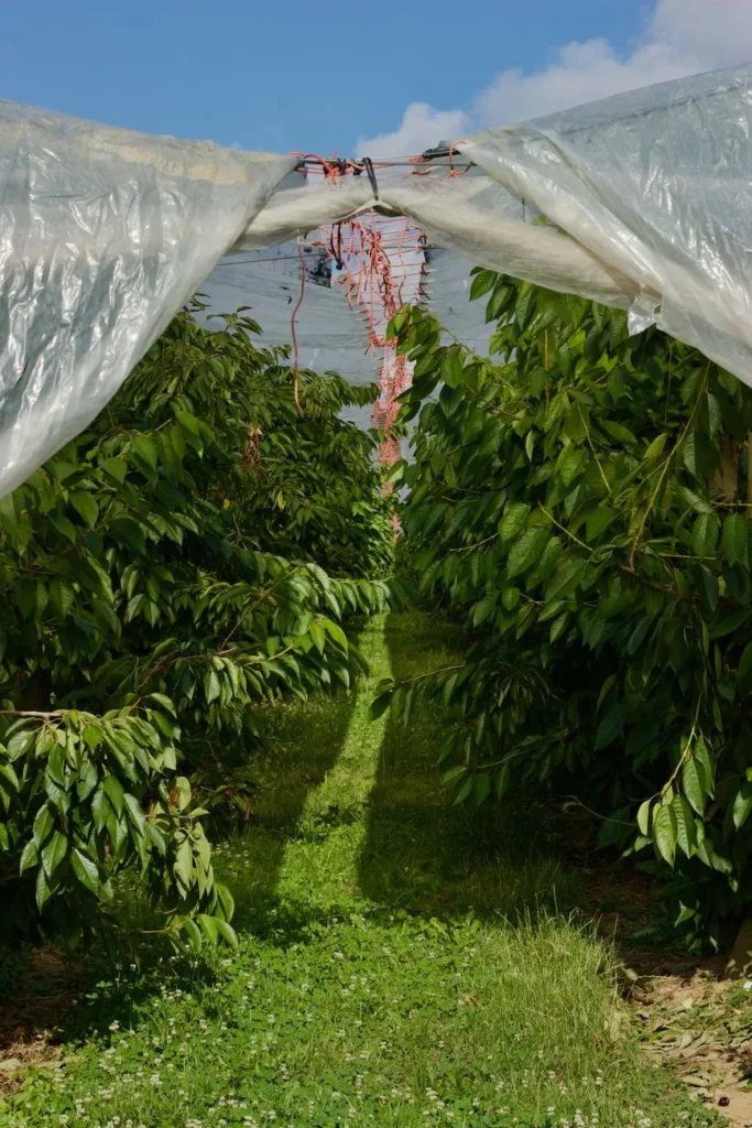 Rijen fruitbomen in een boomgaard, overkapt met plastic folie en netten
