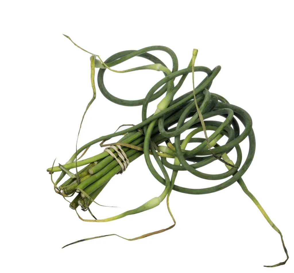 Bosje gekrulde bloemstengels van hardneck knoflook, eetbaar na het afbreken
