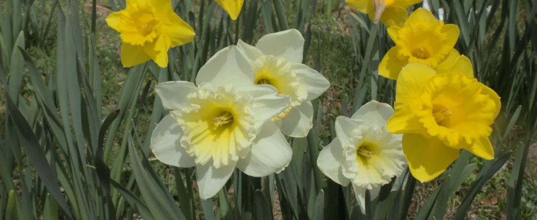 Narcissen planten: wanneer, hoe diep en waar