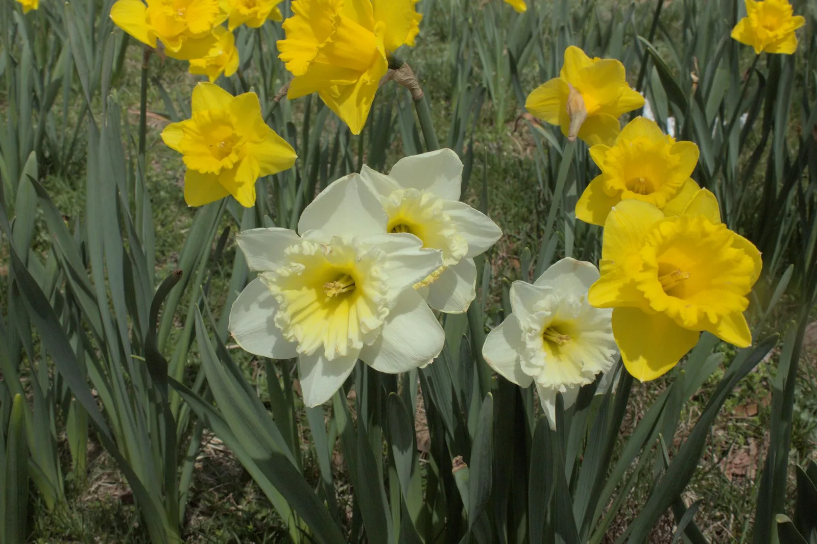Narcissen planten: wanneer, hoe diep en waar