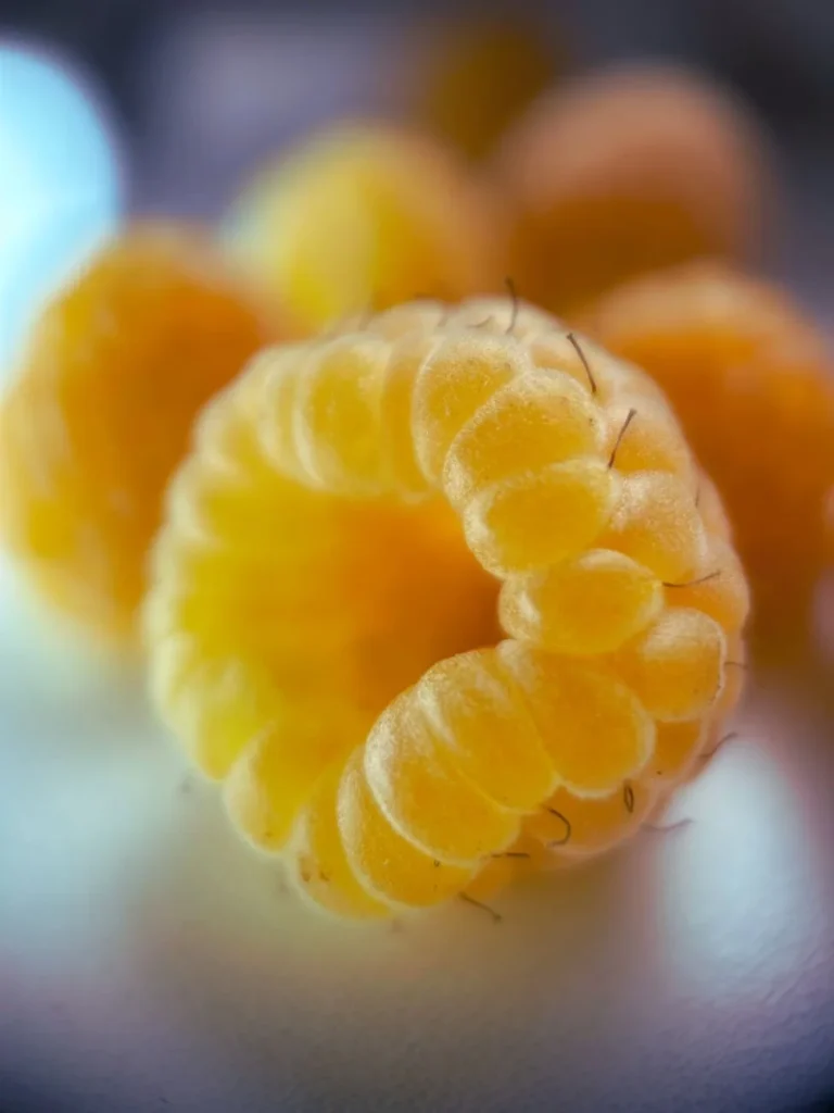 Close-up van rijpe gele frambozen, een framboos met gele in plaats van rode vruchten