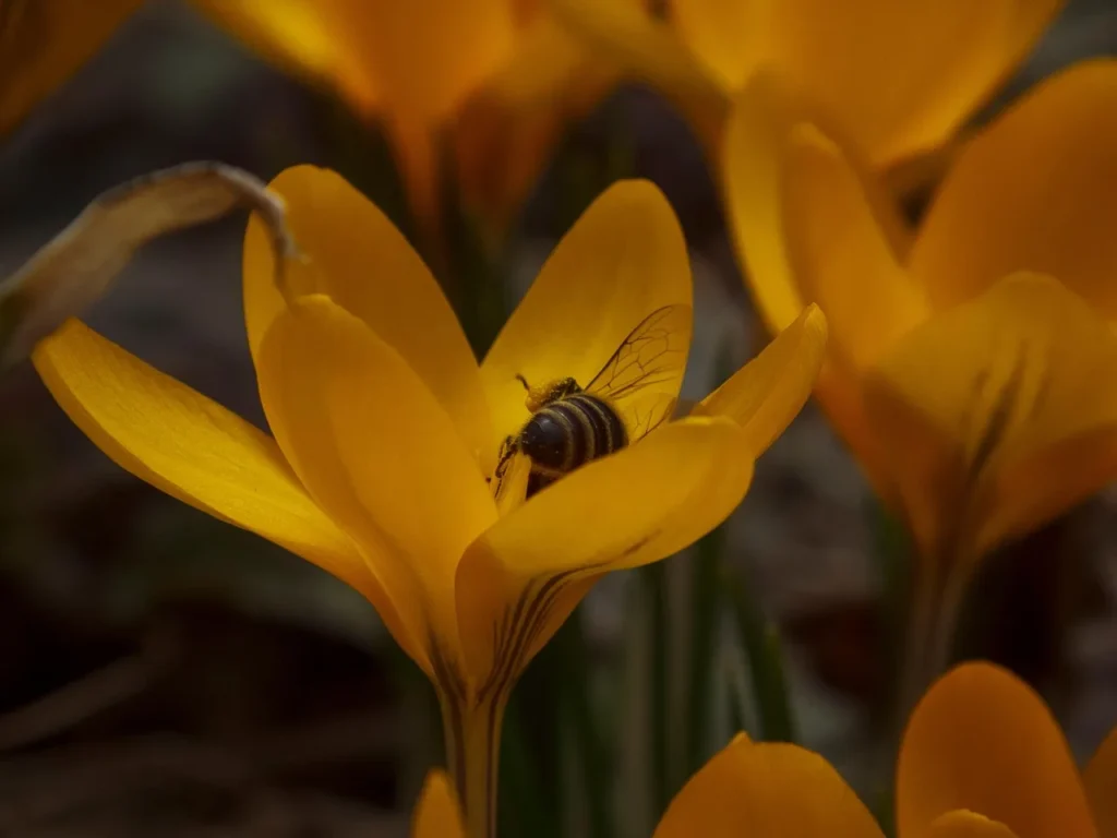 Bij die stuifmeel verzamelt in een open gele krokus