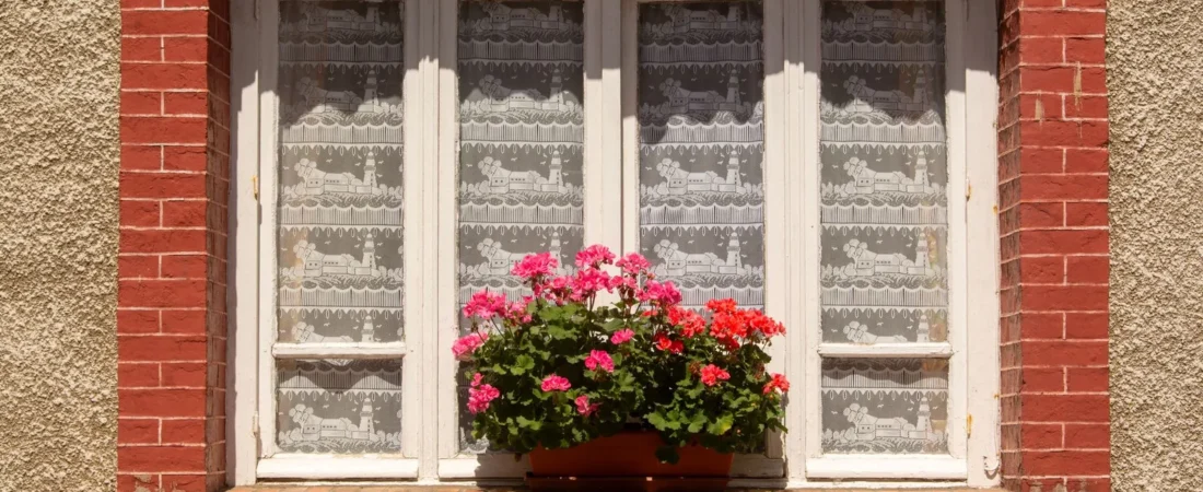 Geranium planten: wanneer, hoe en waar