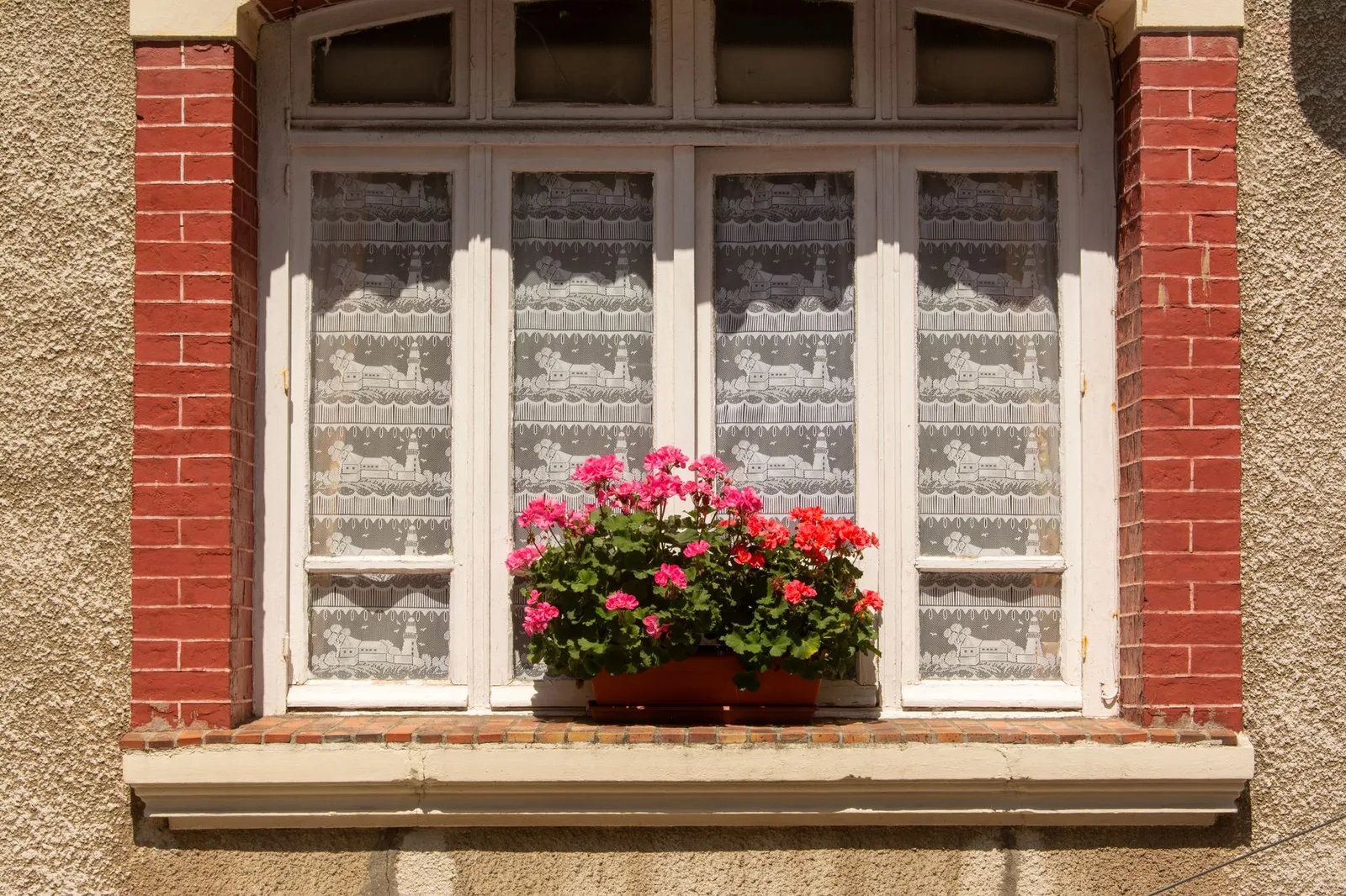 Geranium planten: wanneer, hoe en waar