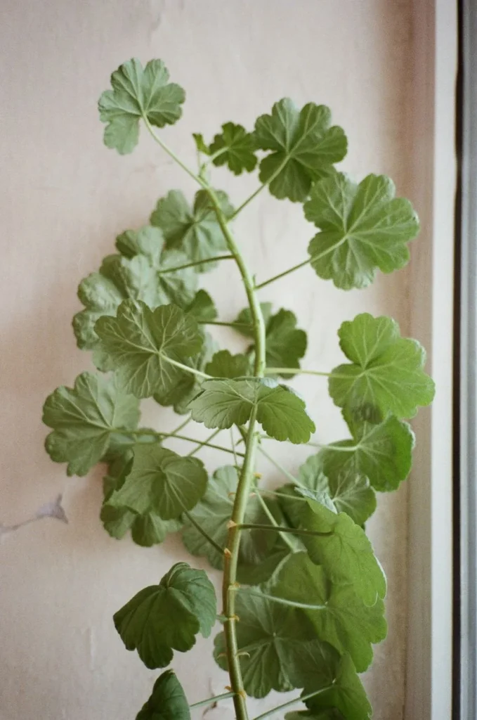 Geranium zonder bloemen binnen bij een licht raam met lange stengels