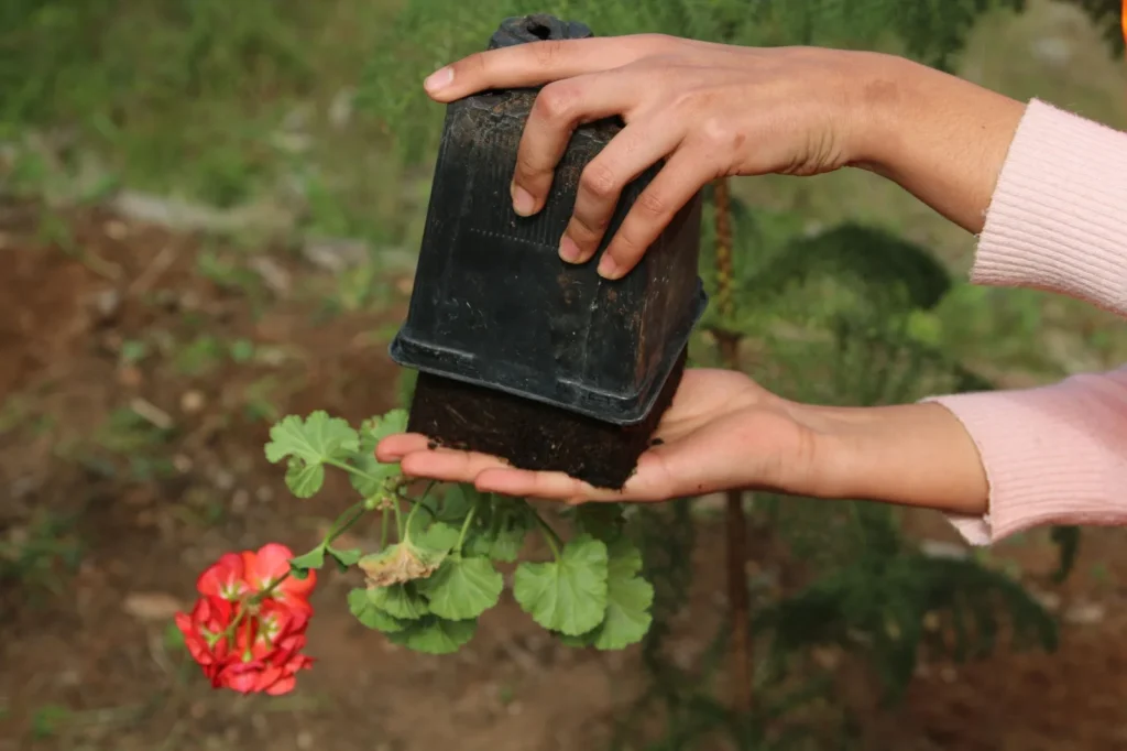 Rode geranium wordt ondersteboven uit de kweekpot gehaald om uit te planten