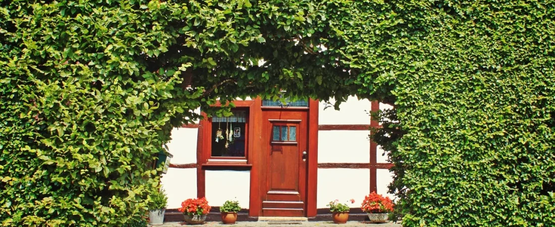 Beukenhaag planten: wanneer, hoe diep en hoeveel per meter