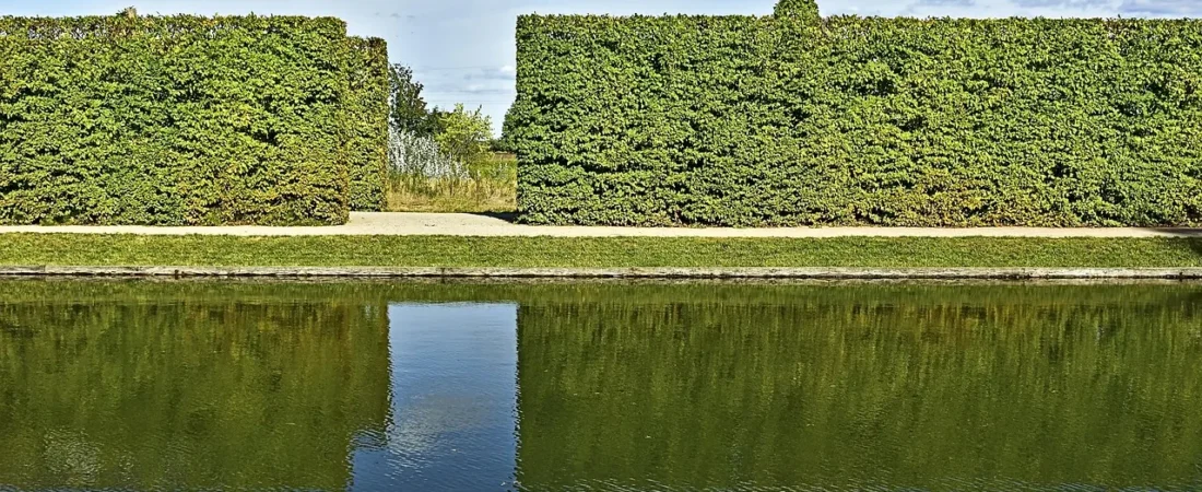 Haagbeuk planten: wanneer, hoe diep en hoeveel per meter