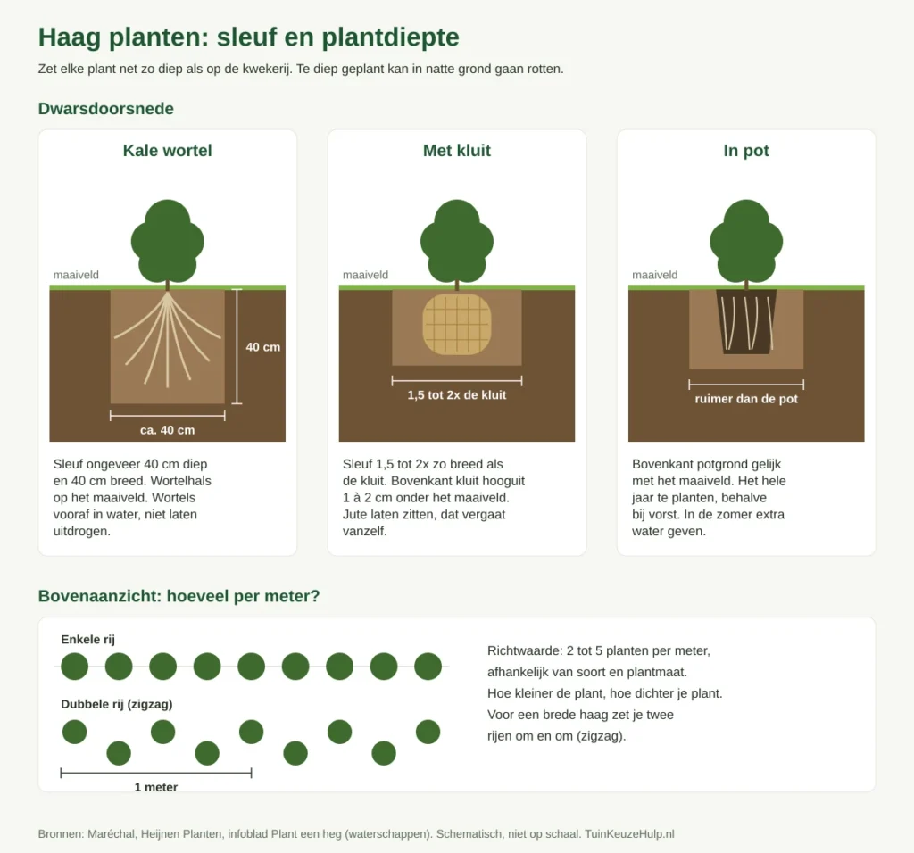 Schema haag planten: sleuf en plantdiepte bij kale wortel, kluit en pot, plus enkele en dubbele rij met 2 tot 5 planten per meter
