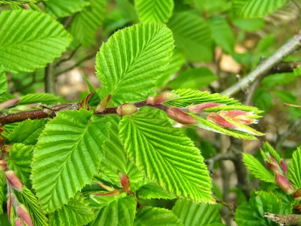 Close-up van haagbeukblad met diepe parallelle nerven, een dubbel gezaagde rand en uitlopende knoppen