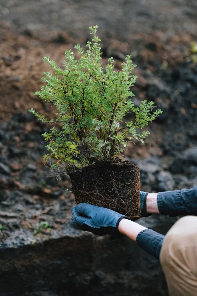 Jonge haagplant met een potkluit vol wortels in gehandschoende handen, klaar om te planten