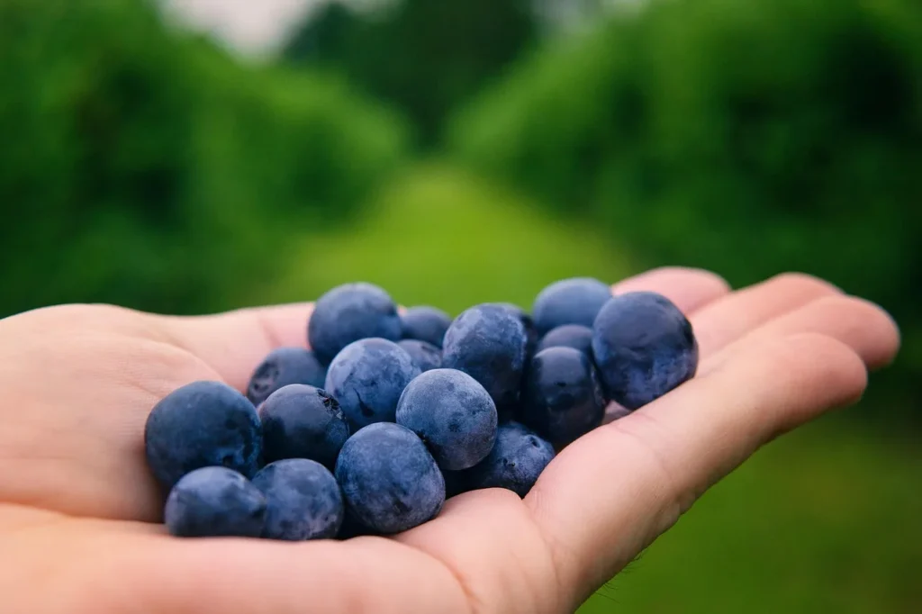 Hand met een handvol vers geplukte blauwe bessen, met rijen bessenstruiken op de achtergrond