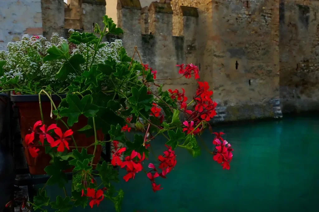 Rode hanggeranium (Pelargonium peltatum) die met lange ranken over de rand van een balkonbak hangt
