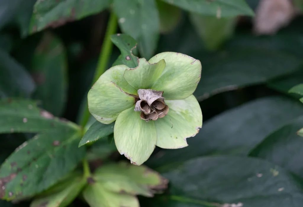 Uitgebloeide helleborus: groen verkleurde bloem met zaaddozen in het hart, blad met vlekjes