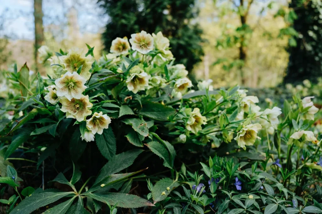 Grote pol helleborus met roomwitte bloemen in een border onder bomen in halfschaduw