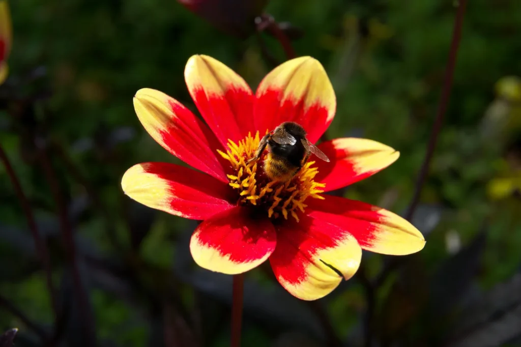 Hommel op een enkelbloemige rood-gele dahlia met open hart vol stuifmeel