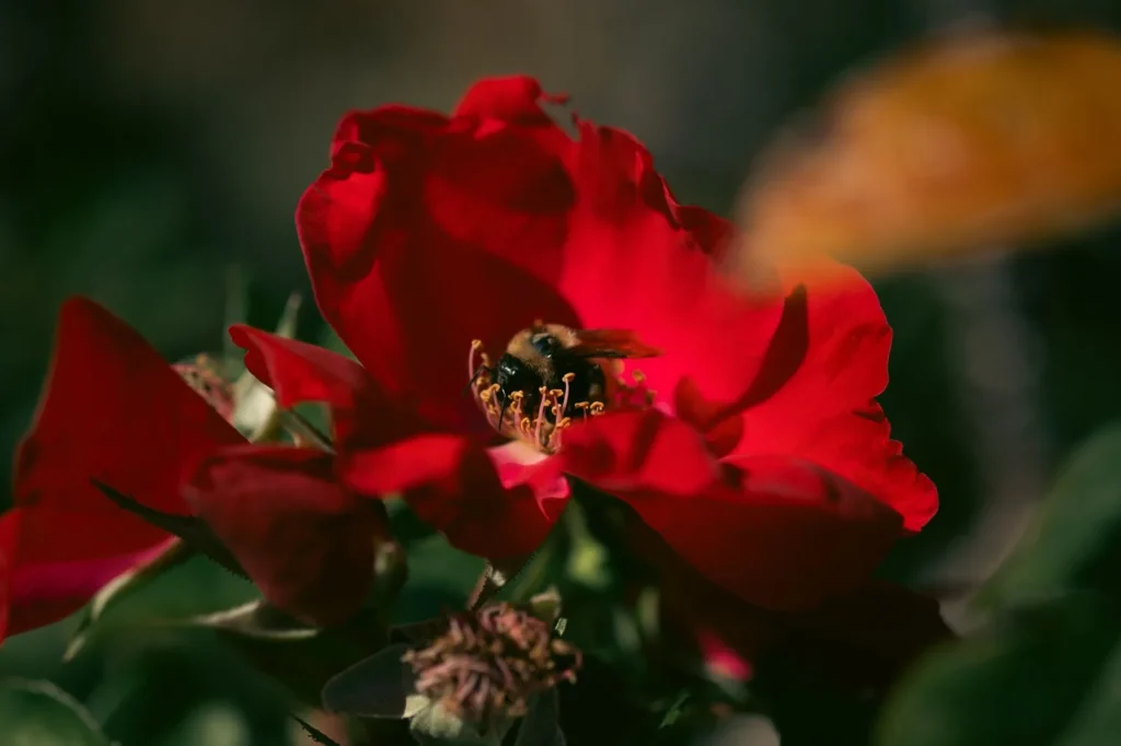 Hommel verzamelt stuifmeel in het hart van een open rode roos