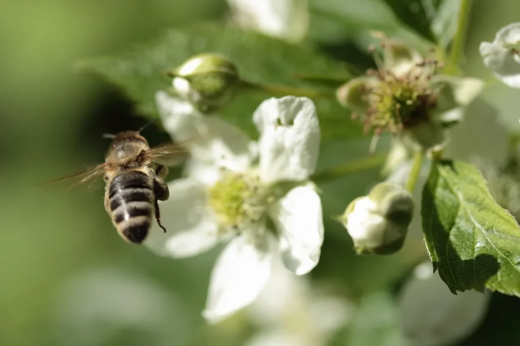 Honingbij vliegt naar een kleine witte frambozenbloem, met knoppen en een uitgebloeide bloem ernaast