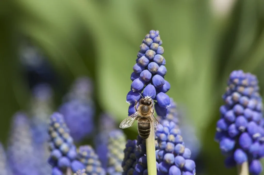 Honingbij op een bloeiende aar van blauwe druifjes in het voorjaar