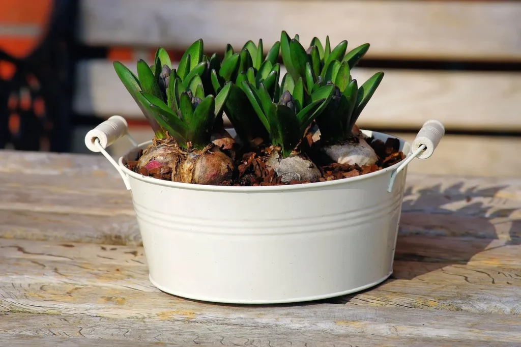 Hyacinten in knop in een witte zinken bak met boomschors als toplaag, buiten op een houten tuinbank