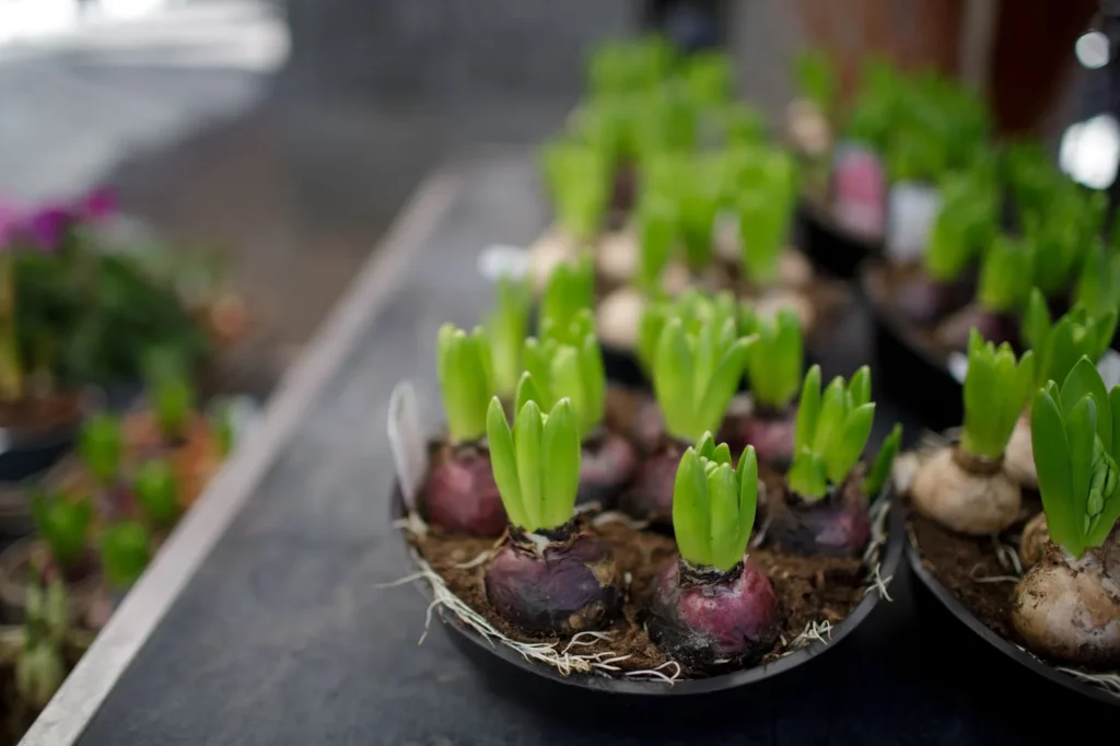 Hyacintenbollen met paars en wit omhulsel en jonge groene uitlopers, in lage schalen met potgrond