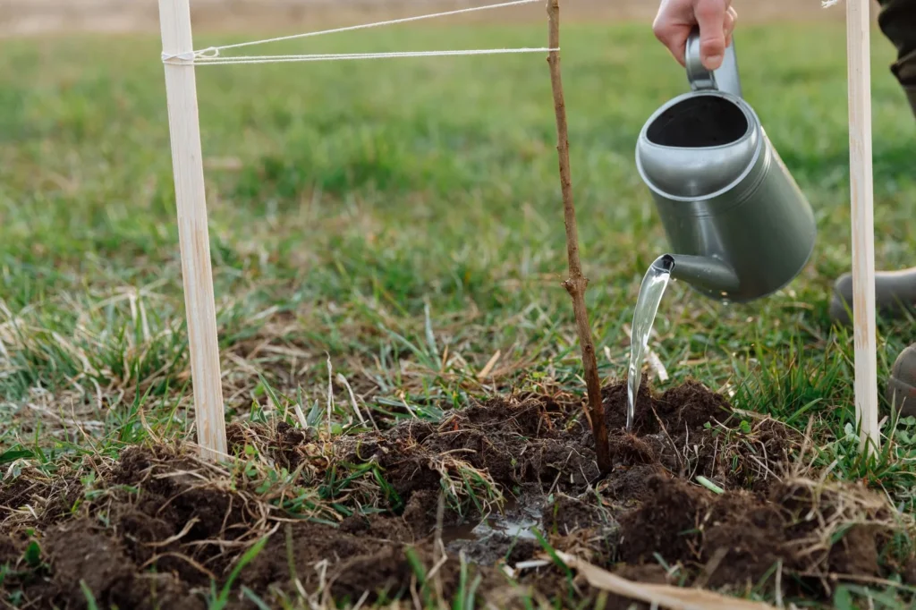 Net geplante jonge boom, met touw vastgezet tussen twee houten palen, krijgt water uit een gieter op losgewerkte grond