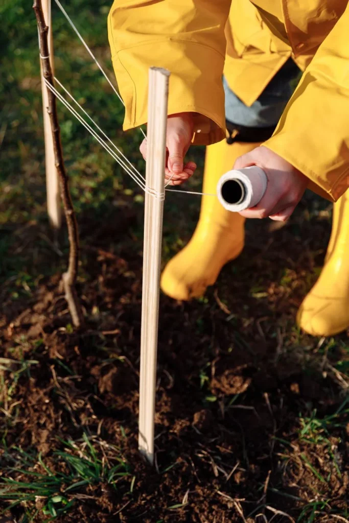Een jonge, net geplante boom wordt met touw vastgezet aan een houten paal in losgewerkte grond