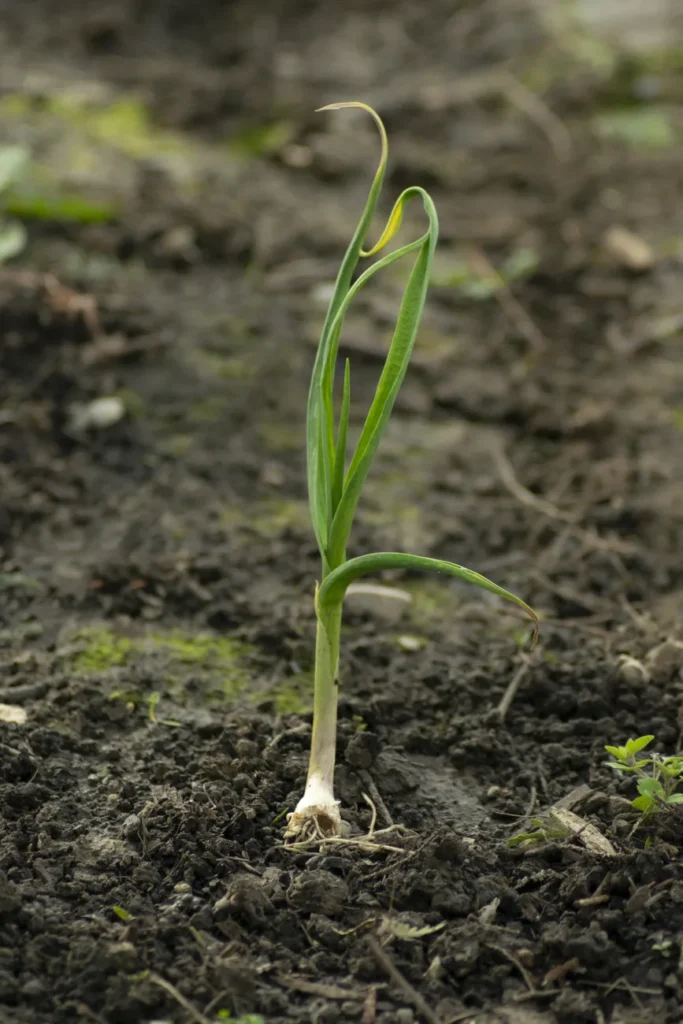 Jonge knoflookplant opgekomen in losse moestuingrond