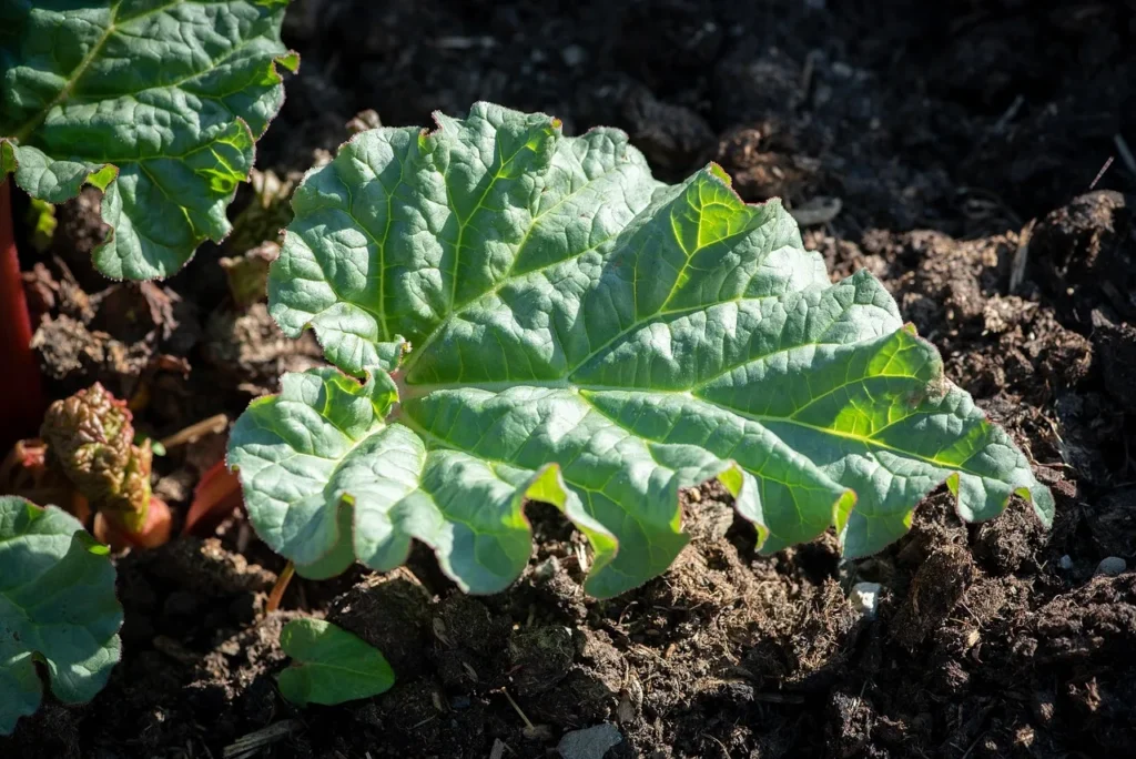 Jonge rabarberplant met de eerste bladeren in losgewerkte donkere grond