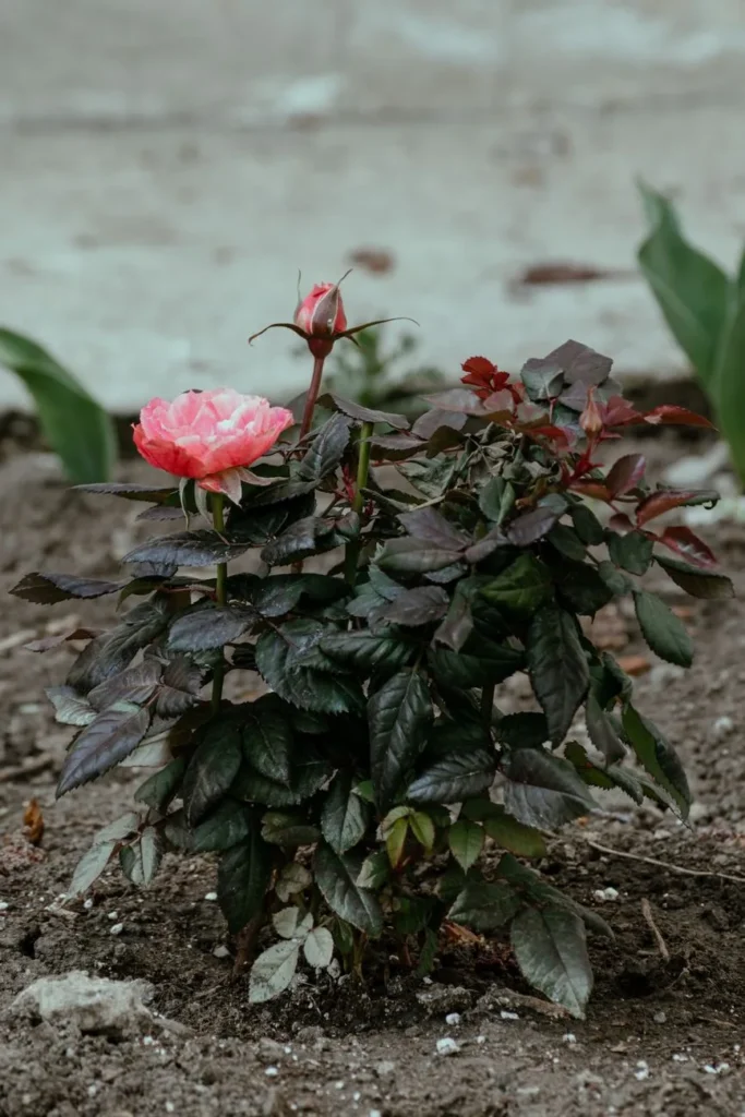 Jonge roos met een roze bloem en knop, net geplant in kale tuingrond