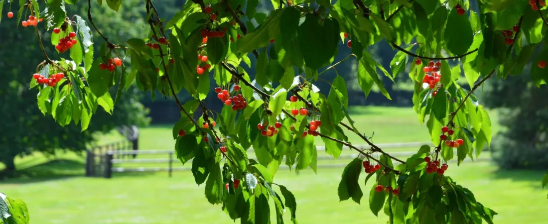 Kersenboom planten: wanneer, hoe diep en waar
