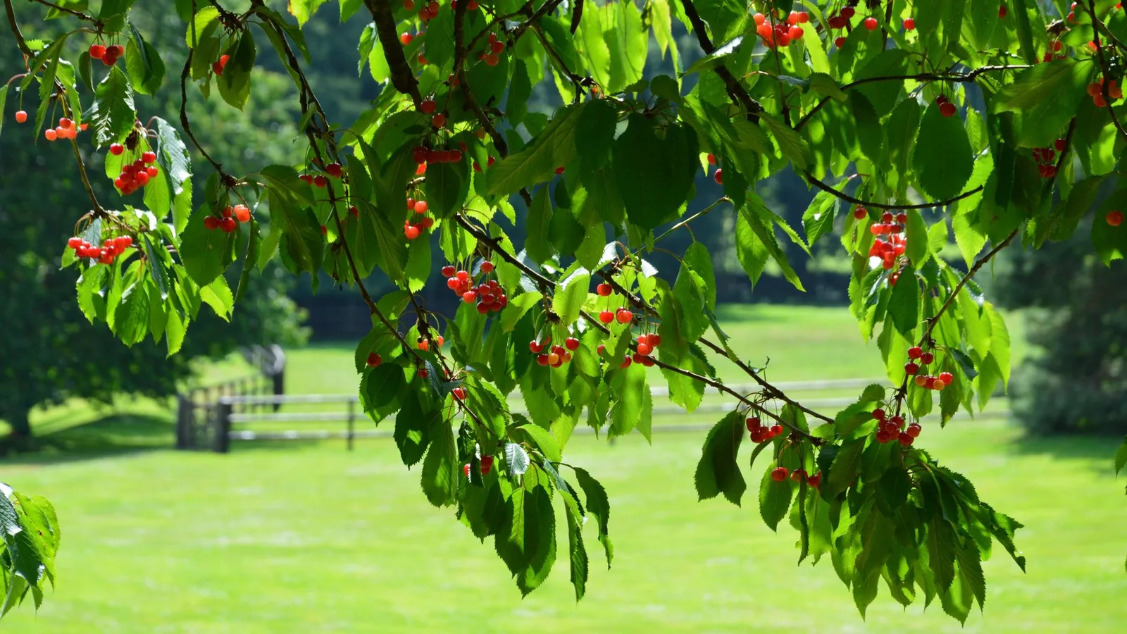Kersenboom planten: wanneer, hoe diep en waar