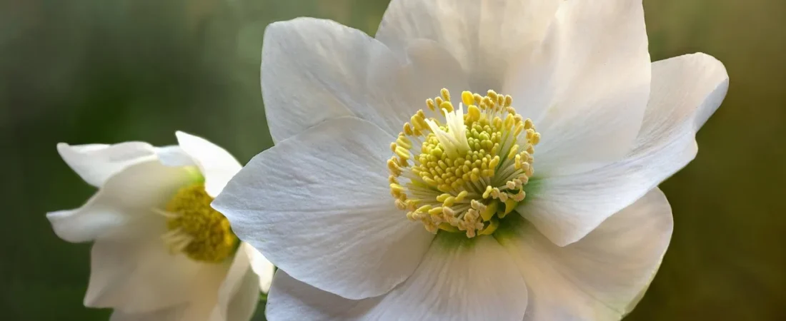 Helleborus planten: wanneer, hoe diep en waar