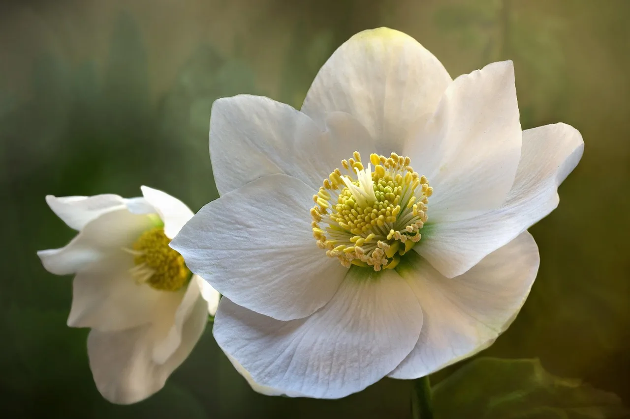 Helleborus planten: wanneer, hoe diep en waar