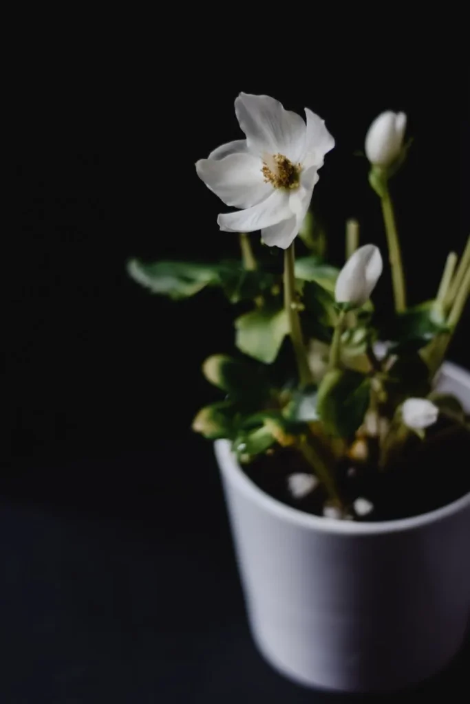 Kerstroos in een witte pot met een open witte bloem en meerdere knoppen