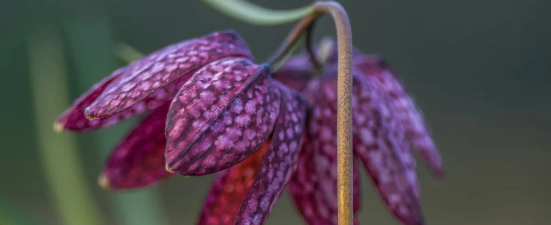 Fritillaria planten: wanneer, hoe diep en waar