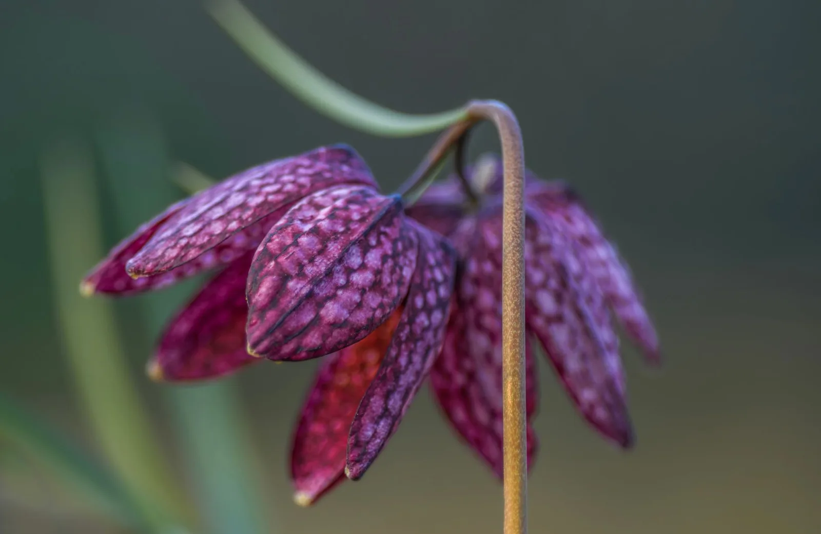 Fritillaria planten: wanneer, hoe diep en waar