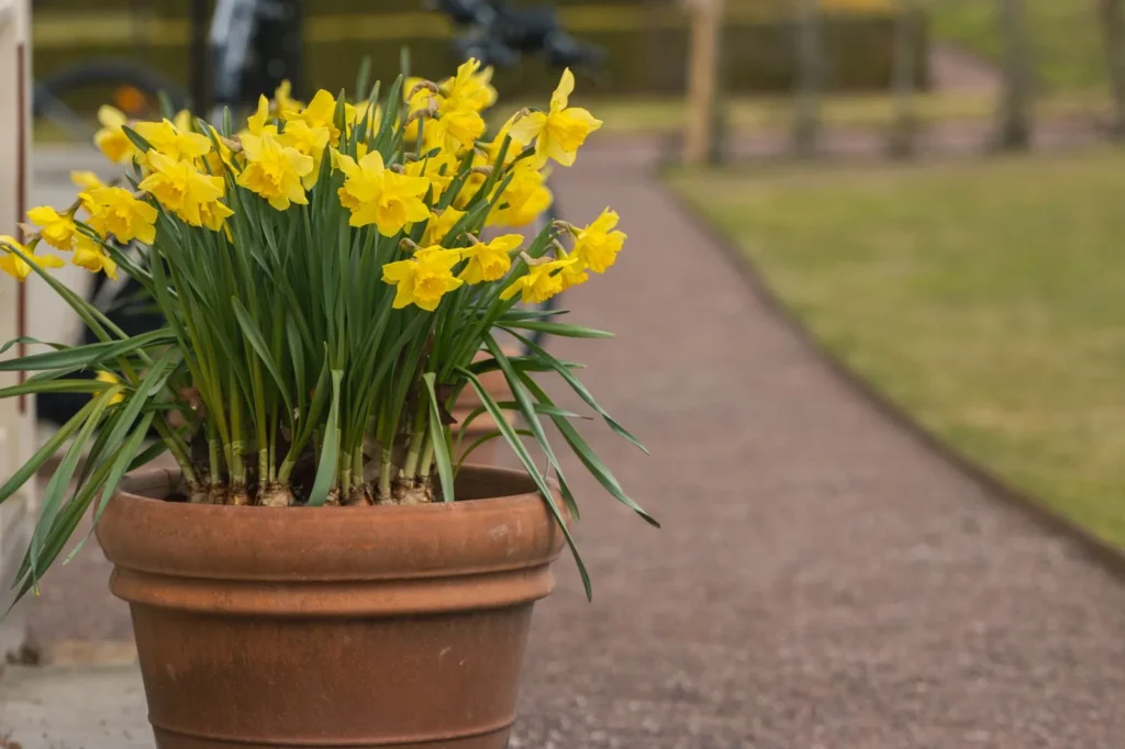 Kleine gele narcissen met meerdere bloemen per stengel in een terracotta pot naast een tuinpad