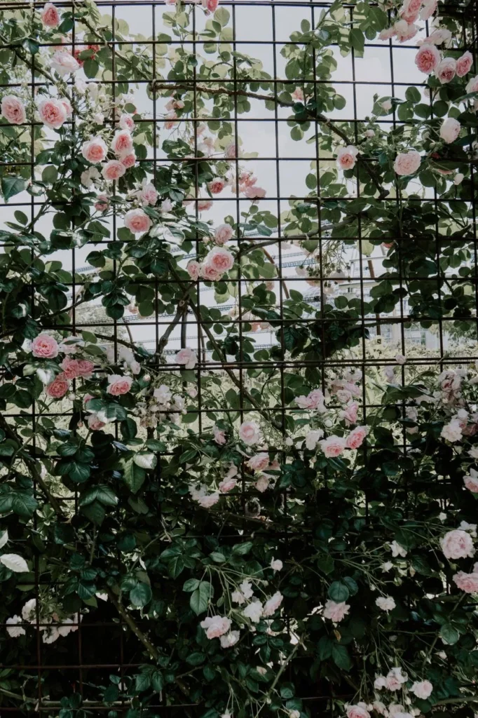 Klimroos met lichtroze bloemen geleid langs een metalen rek met vierkante mazen