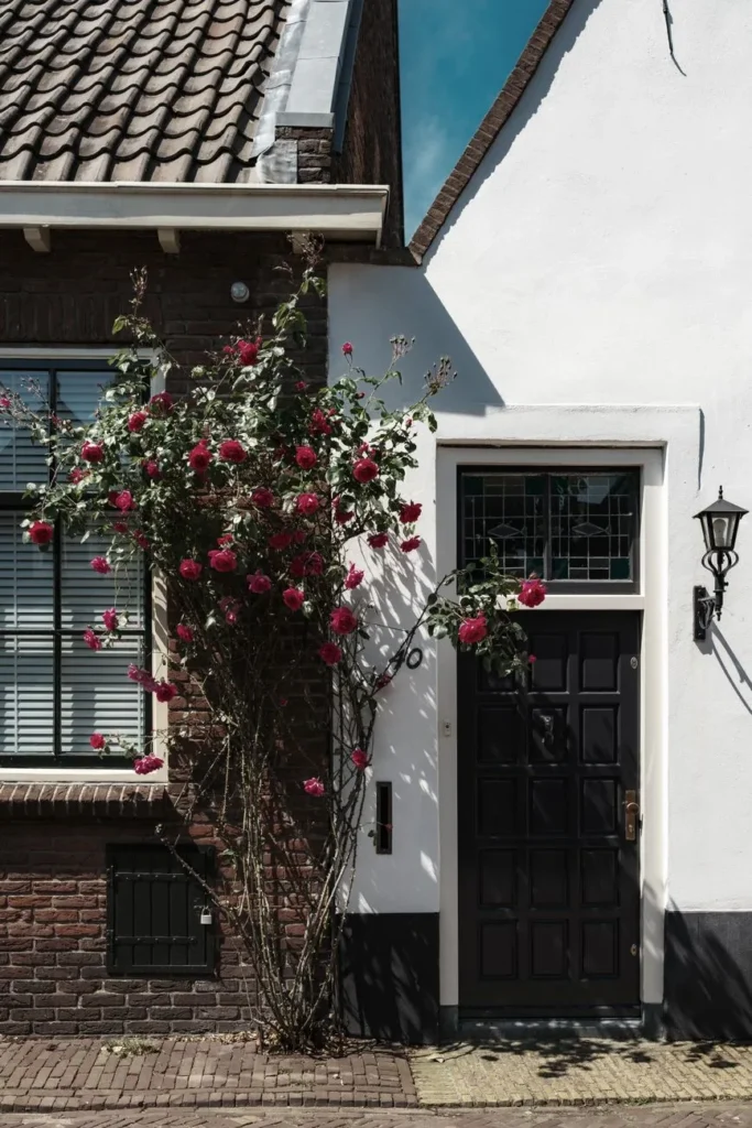 Klimroos met dieproze bloemen tegen de bakstenen gevel naast een voordeur van een Nederlands huis