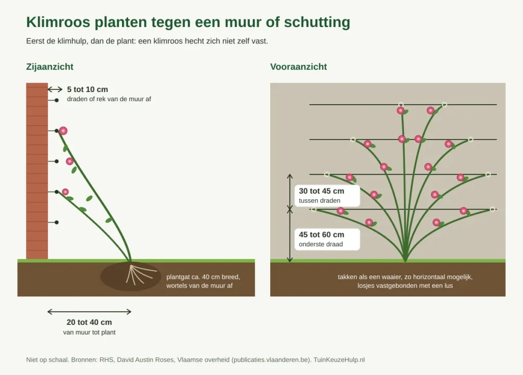 Schema klimroos tegen een muur: plant 20 tot 40 cm van de muur, draden 5 tot 10 cm van de muur, onderste draad op 45 tot 60 cm en daarna om de 30 tot 45 cm, takken als een waaier