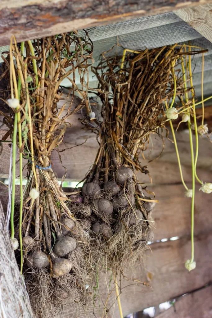 Geoogste knoflookbollen met loof en wortels hangen in bossen te drogen onder een afdak