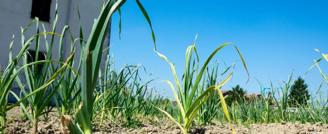 Knoflook planten: wanneer, hoe diep en waar