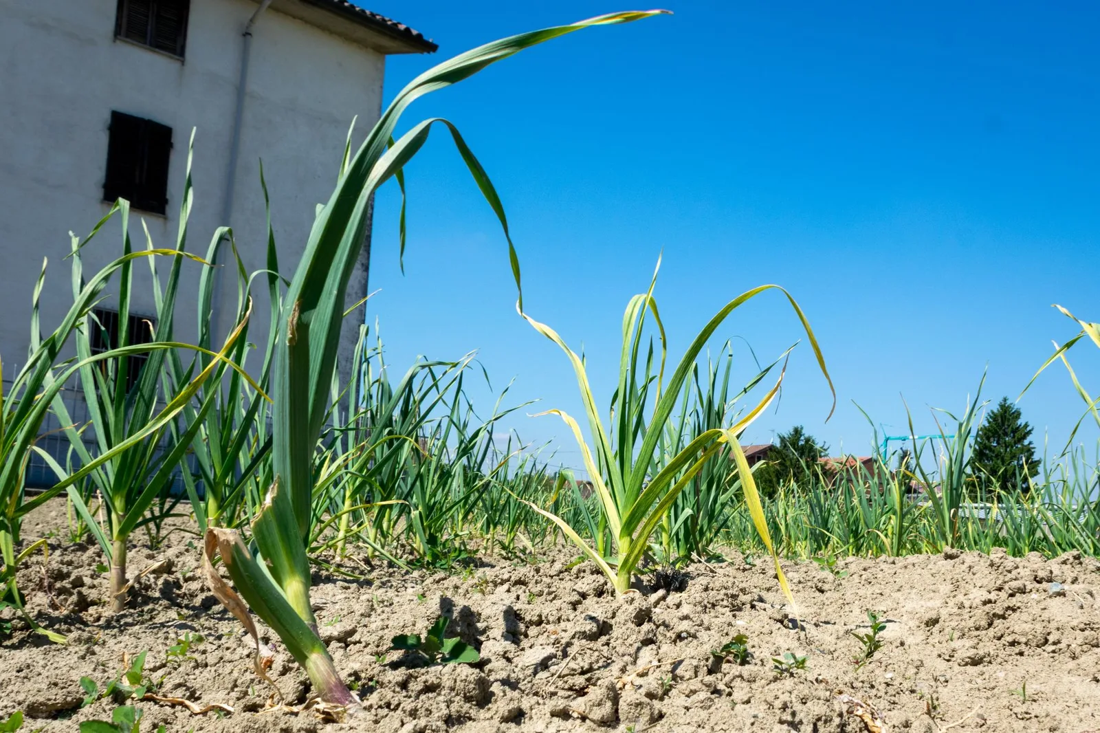 Knoflook planten: wanneer, hoe diep en waar