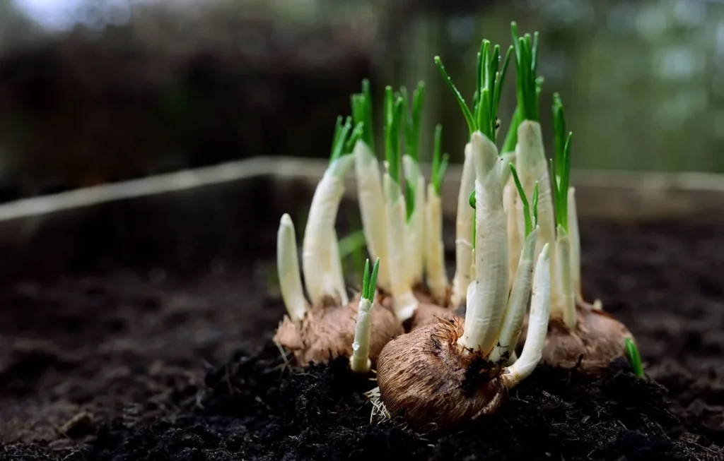 Uitlopende krokusknollen op donkere tuinaarde, met de scheuten en de punt naar boven