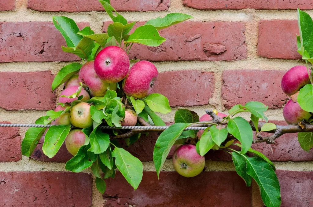 Horizontale tak van een appelleiboom tegen een rode bakstenen muur, vol met rijpende appels